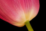 Tulip CloseUp