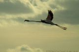 Phoenicopterus Ruber