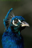 Pavo Cristatus