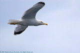 Larus Argentatus