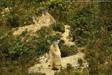 Marmota marmota