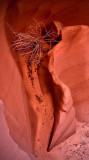 Abstracts in Canyon