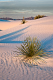 White Sands - Morning sun