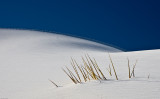 White Sands - sinking grasses