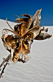 Yucca Seed Pod