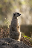 Meercat