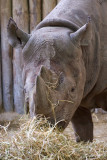 Black Rhino