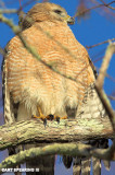 Corkscrew Red Shouldered Hawk