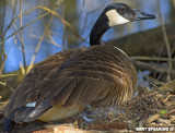 Mama Goose On The Nest