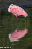 Ding Darling Spoonbill