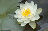 Algonquin Water Lilly