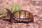 Eastern Box Turtle