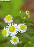 Daisy Fleabane and Guest