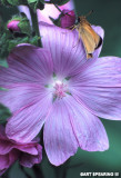 Skipper On Musk Mallow