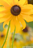 Black Eyed Susan Closeup