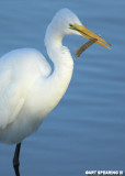 Ding Darling Great Egret And Meal