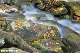 SNP Stream In Autumn