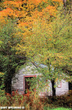 Adirondack Shed And Fall Colors