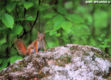 Adirondack Red Squirrel