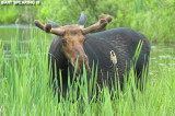 Algonquin Bull Moose 2