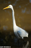 Great Egret in Partial Shadow