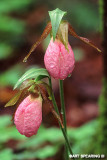 Pink Ladys Slipper Pair