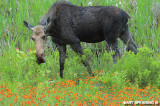 Algonquin Cow Moose And Wildflowers
