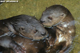 San Diego Zoo Otters