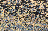 Snow Geese At Middle Creek #1
