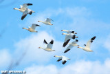 Snow Geese At Middle Creek #2