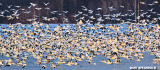 Snow Geese At Middle Creek #3