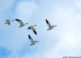 Snow Geese At Middle Creek #5