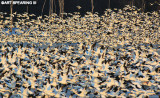 Snow Geese At Middle Creek #9