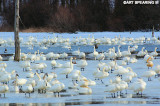 Middle Creek Tundra Swans #2
