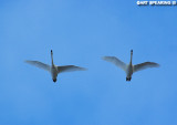 Middle Creek Tundra Swans #3