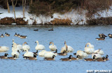 Middle Creek Tundra Swans And Canada Geese