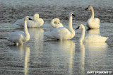 Middle Creek Tundra Swans