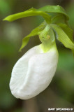 Pink Lady's Slipper With White Flower
