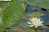 Brigantine Water Lily