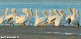 Ding Darling White Pelican Group