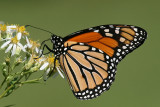 butterfly.jpg