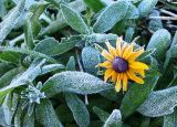 frosty-sunflower.jpg