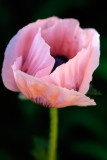 Spring Poppy