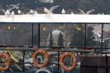 Istanbul Rumeli Hisari dec 2006 3796.jpg