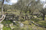 Herakleia 5113.jpg