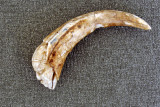 Manisa 6060.jpg