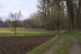 Rhine forest area