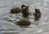 Happy ducks