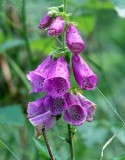 Commun flower in Black Forest