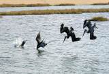 Brown Pelicans Diving Squadron